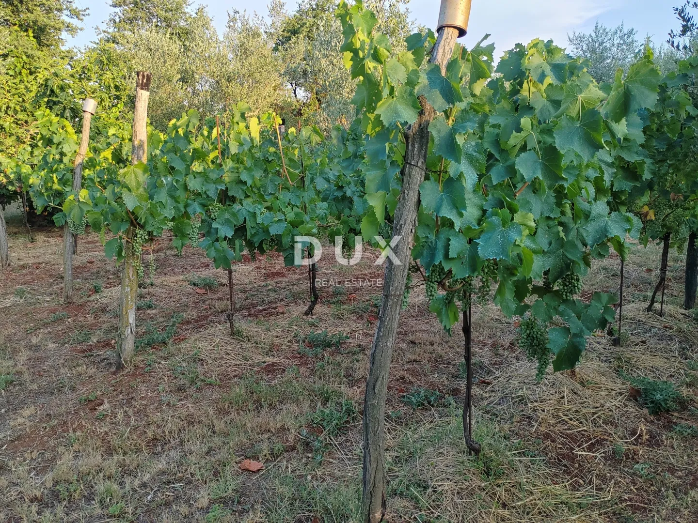 istra, brtonigla, kuća, 181 m², 2.461 m² okućnice - slika 21