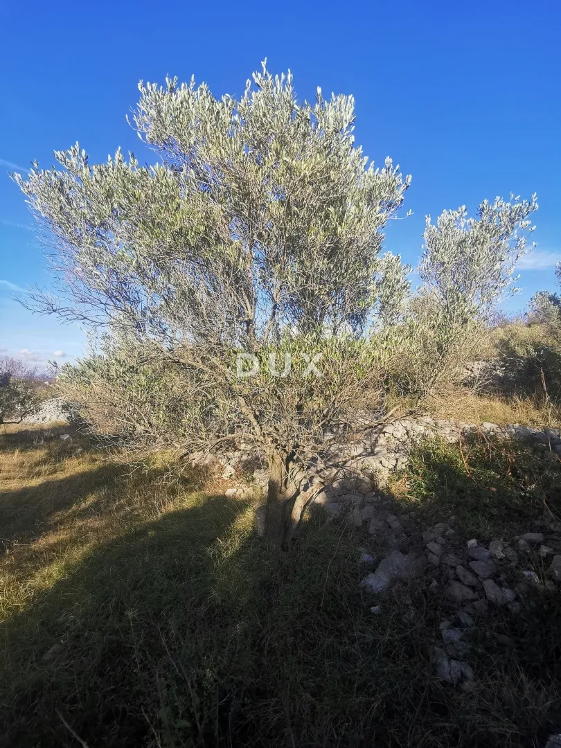 otok krk, punat - poljoprivredno zemljište - slika 6