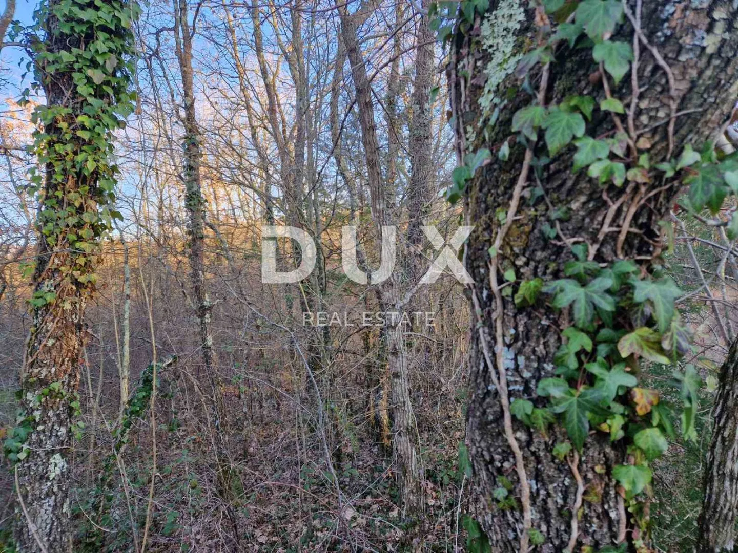 istra, labin - hrastova šuma za siječu, 11.629m2 prilika - slika 5