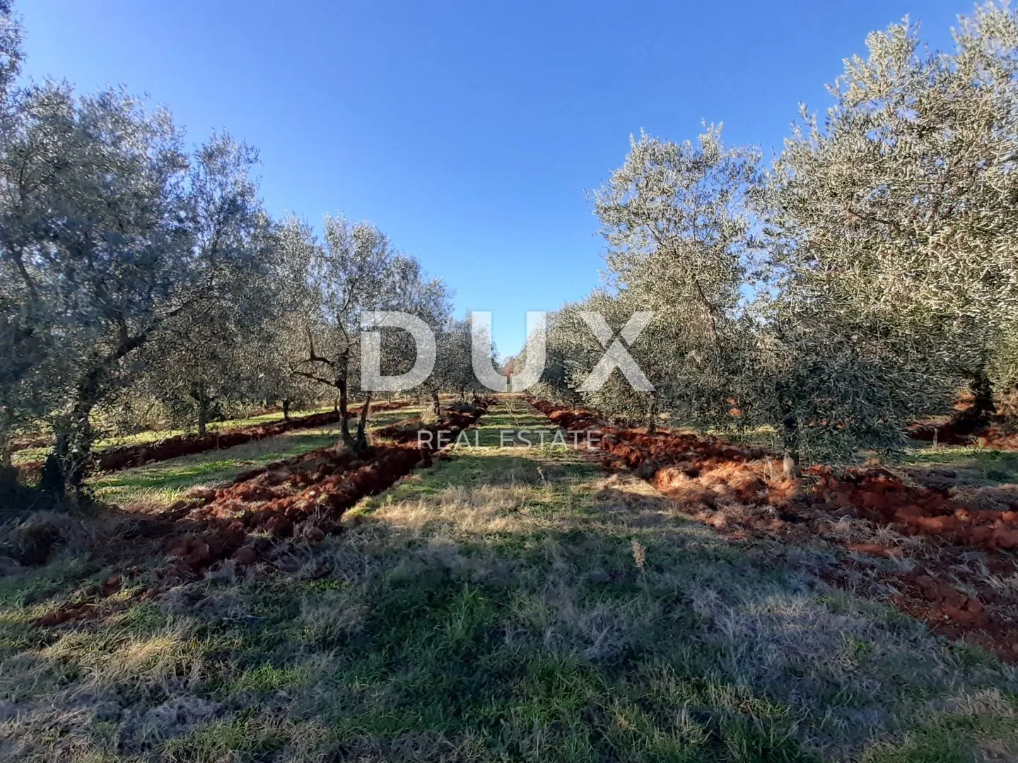 ISTRA, NOVIGRAD - Predivan maslinik s ucrtanim objektom