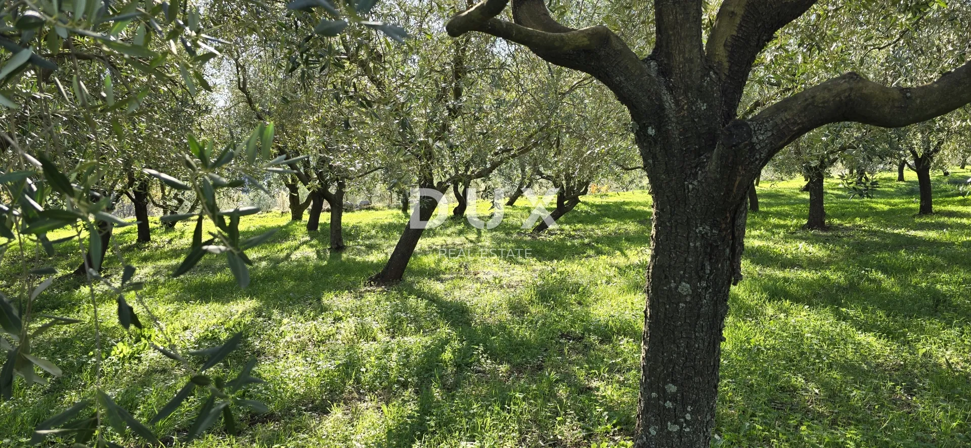 istra, pićan - građevinsko zemljište, maslinik, vinograd, oranica, potpuna osama i fantastičan pogled - slika 2