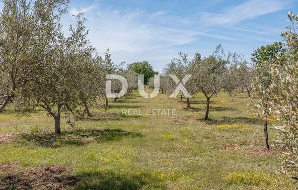 istra, vodnjan - predivna luksuzna vila s maslinikom - slika 61