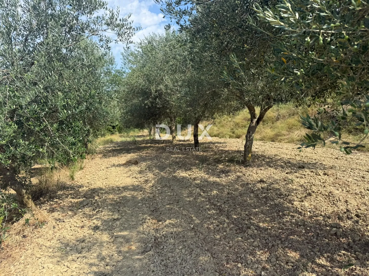 istra, grožnjan - građevinsko zemljište s predivnim pogledom i maslinama - slika 6