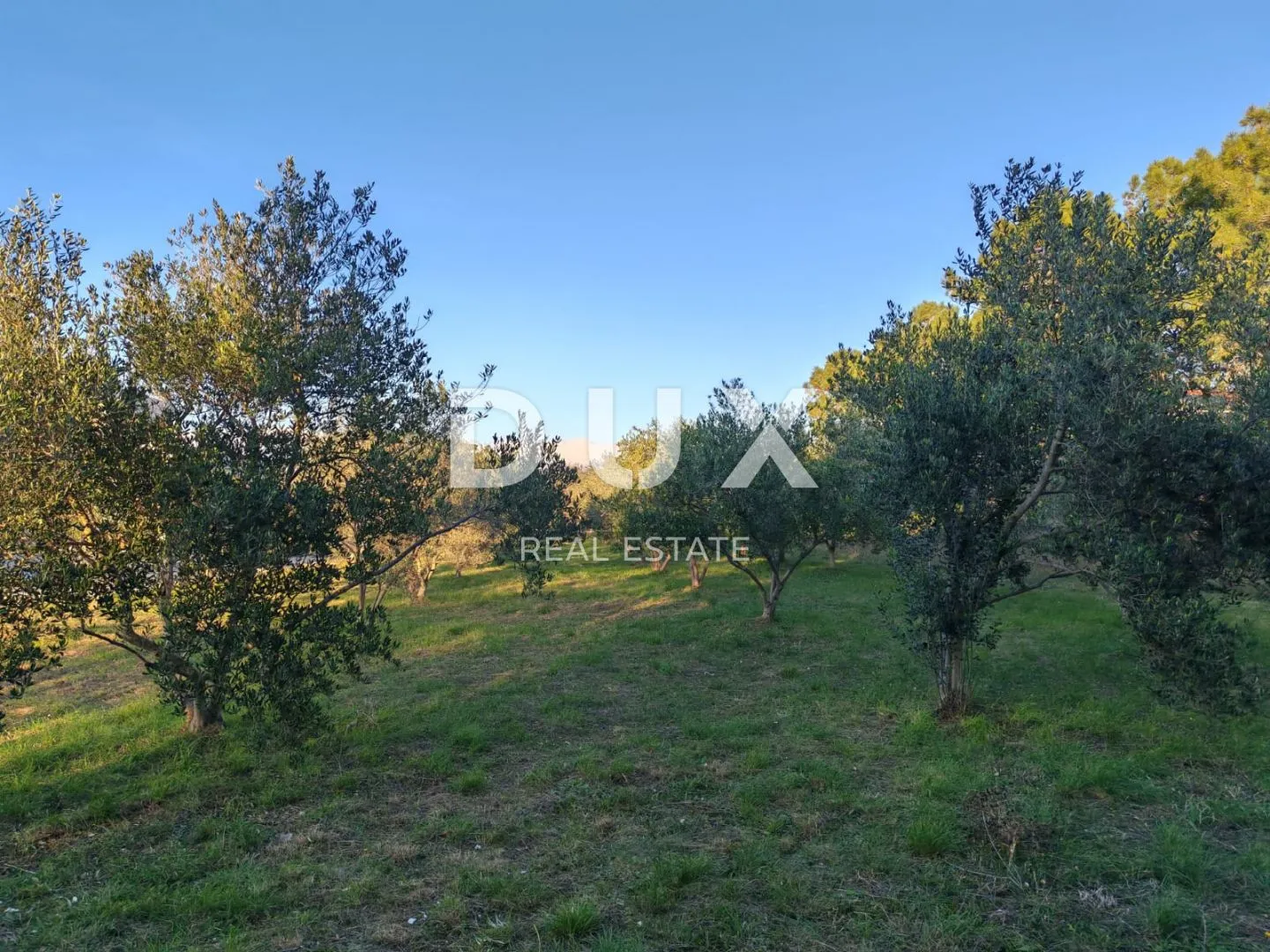 zadar, vrsi - građevinski teren s maslinama 800 metara od plaže! - slika 5
