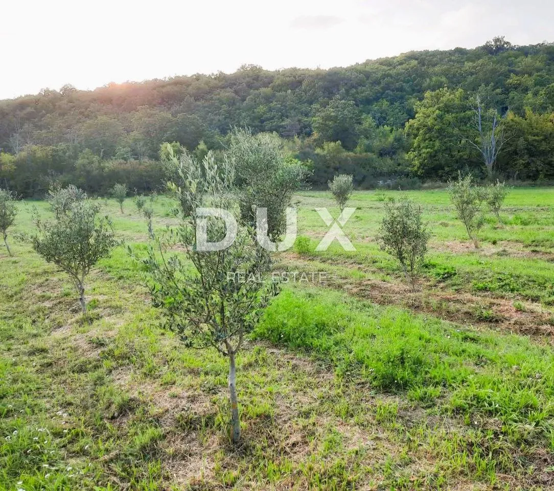 istra, labin - prostrano poljoprivredno zemljište 13 688m2 u blizini mora - slika 4