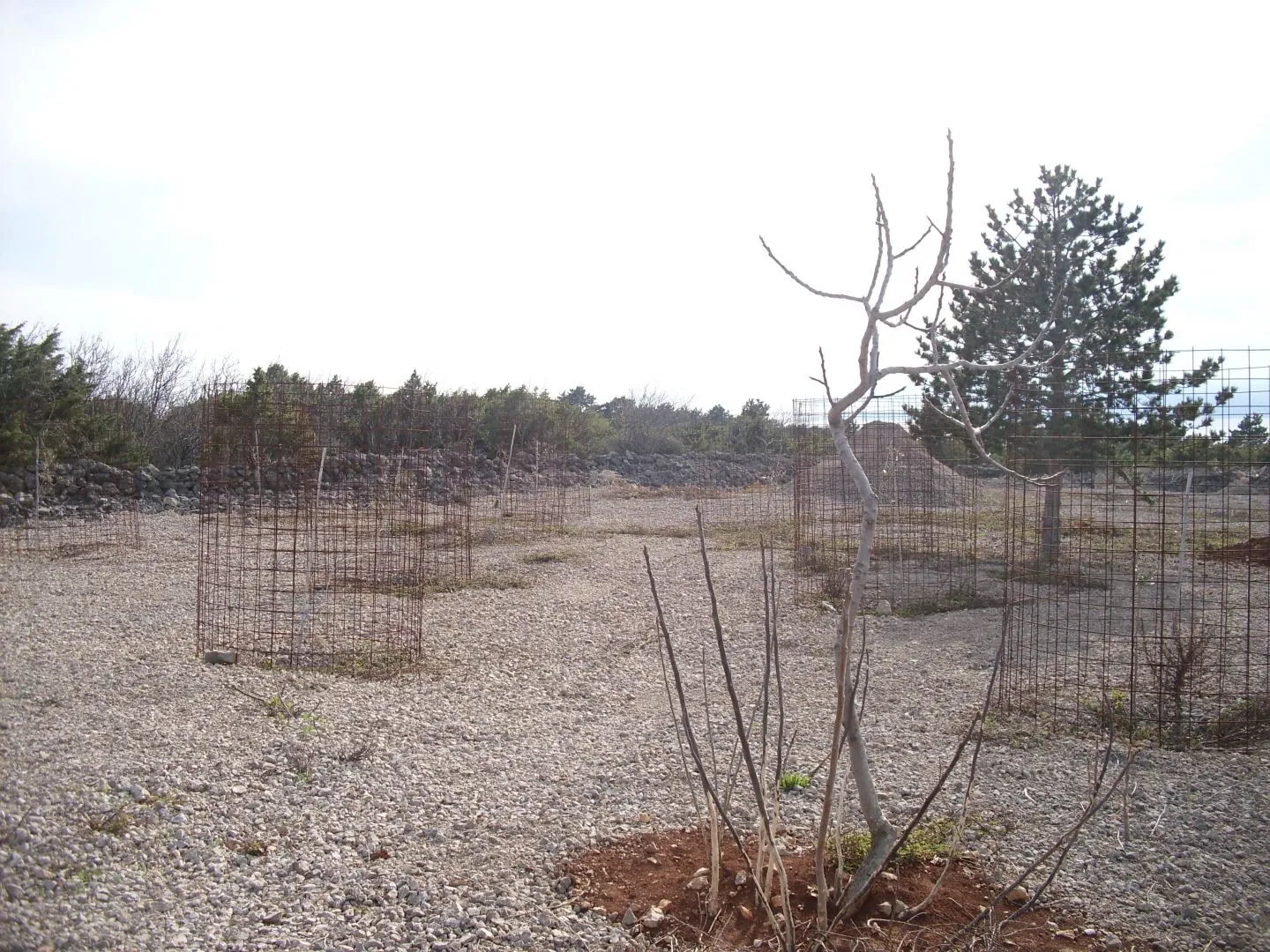 otok krk, punat - maslinik na 3620 m2 - slika 7