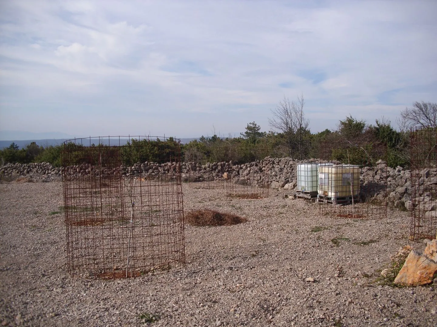 otok krk, punat - maslinik na 3620 m2 - slika 4