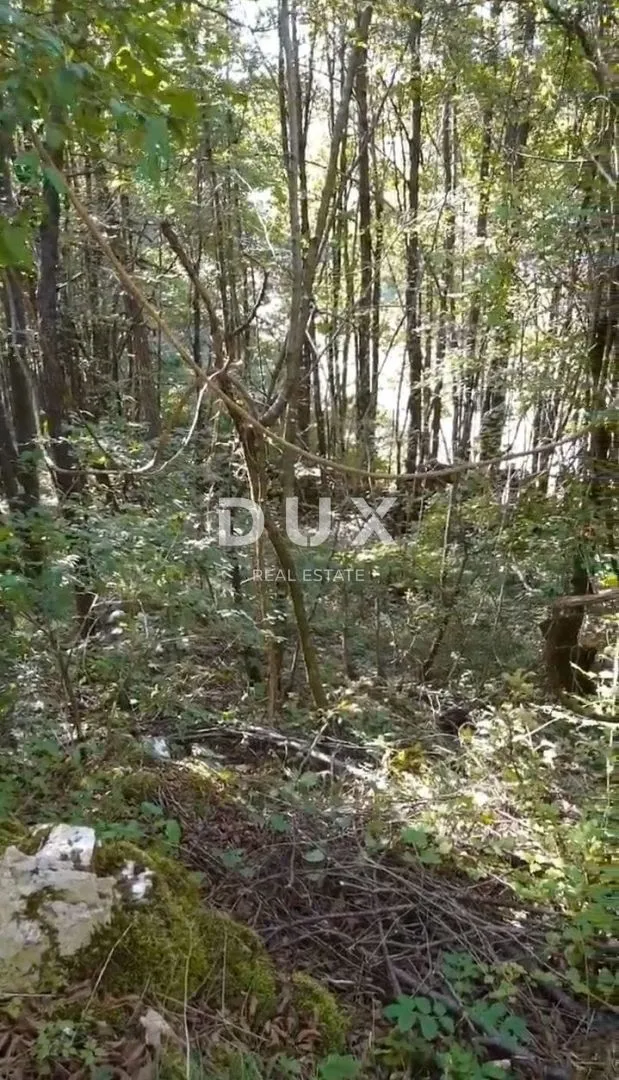 istra, ćićarija - šuma za sijeću - slika 4