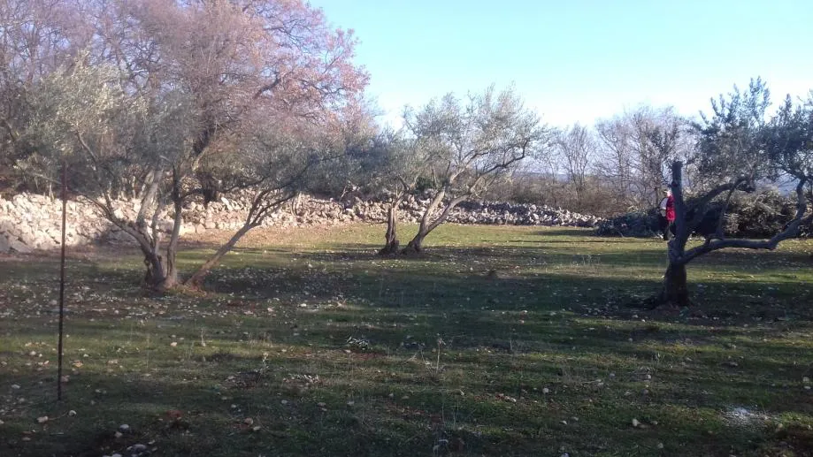 otok krk, kornić - maslinik iznad grada krka - slika 3