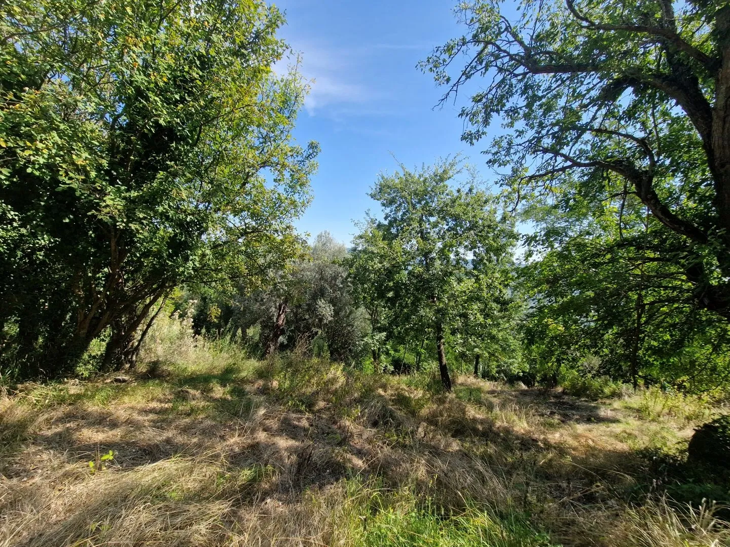 istra, oprtalj - kamena starina s panoramskim pogledom na zelenilo - slika 28