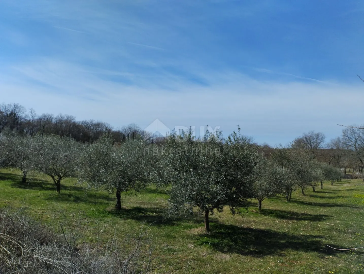 ISTRA,PULA- maslinik na prodaju! - Valtura, Ližnjan