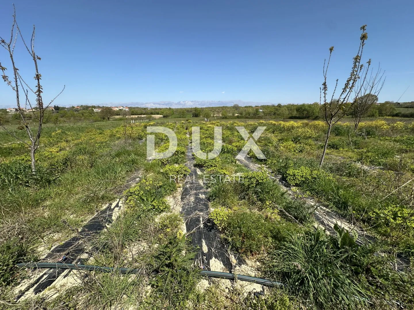 zadar, murvica - poljoprivredno zemljište s potencijalom - 3000m² - slika 8
