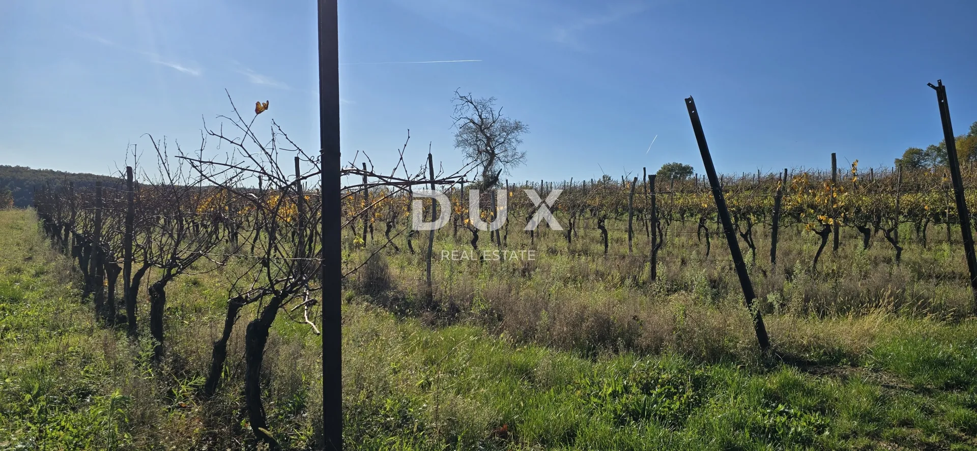 istra, pićan - građevinsko zemljište, maslinik, vinograd, oranica, potpuna osama i fantastičan pogled - slika 19