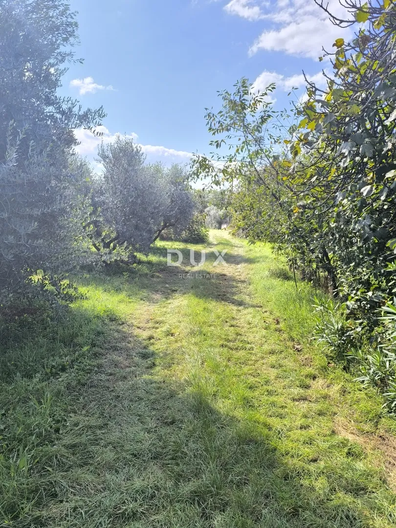 istra, pula - građevinsko zemljište + maslinik 5800 m2 - slika 1
