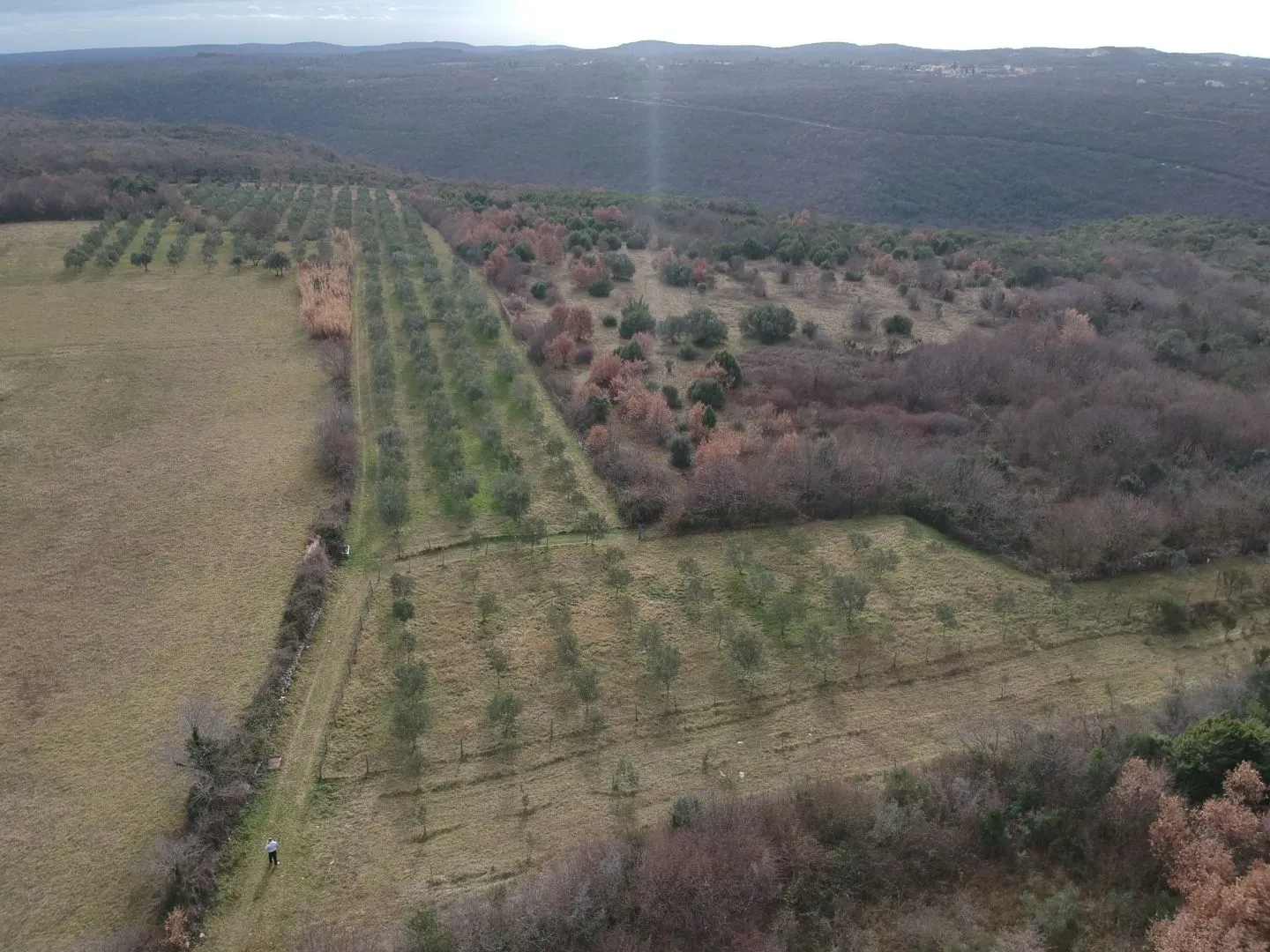 ISTRA, LIMSKI KANAL - Maslinik sa 600 maslina - Jural, Kanfanar