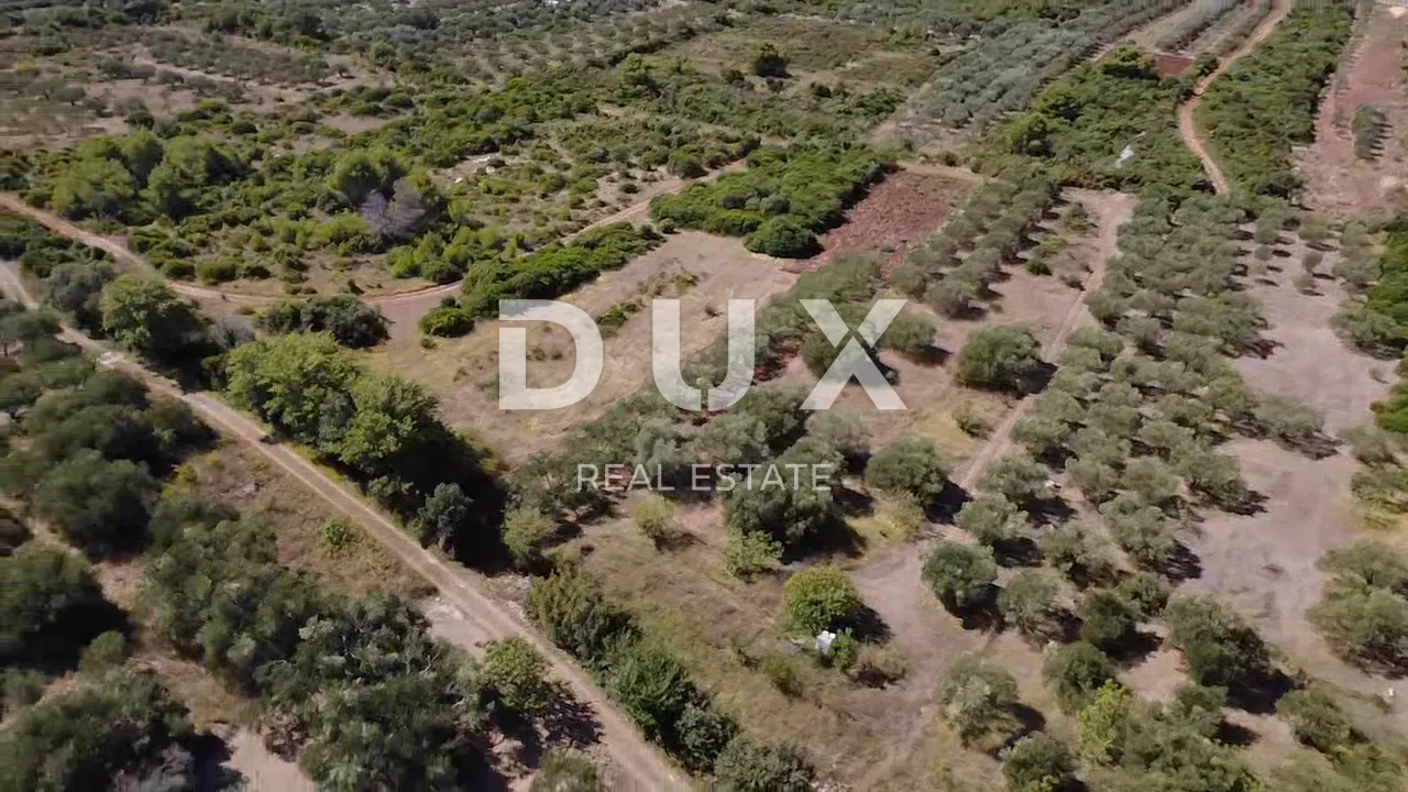 zadar, turanj - maslinik s 55 maslina - 3143m² - slika 3