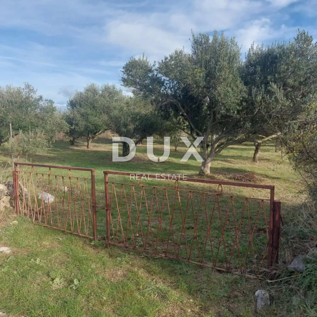 zadar, privlaka - maslinik s 48 maslina 370 metara od mora! - slika 2