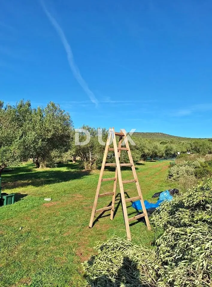 zadar, turanj - maslinik s 55 maslina - 3143m² - slika 10
