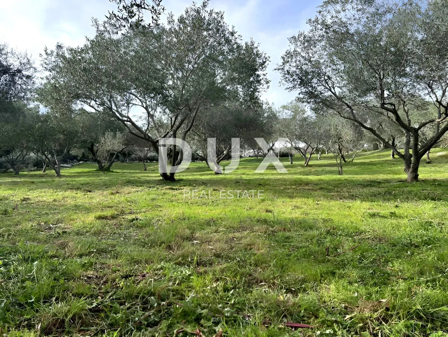 mali lošinj, punta križa, maslinik, 4260 m2 - slika 5