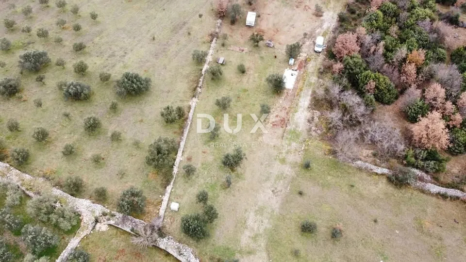 ISTRA, VODNJAN - Poljoprivredno zemljište s mladim maslinama