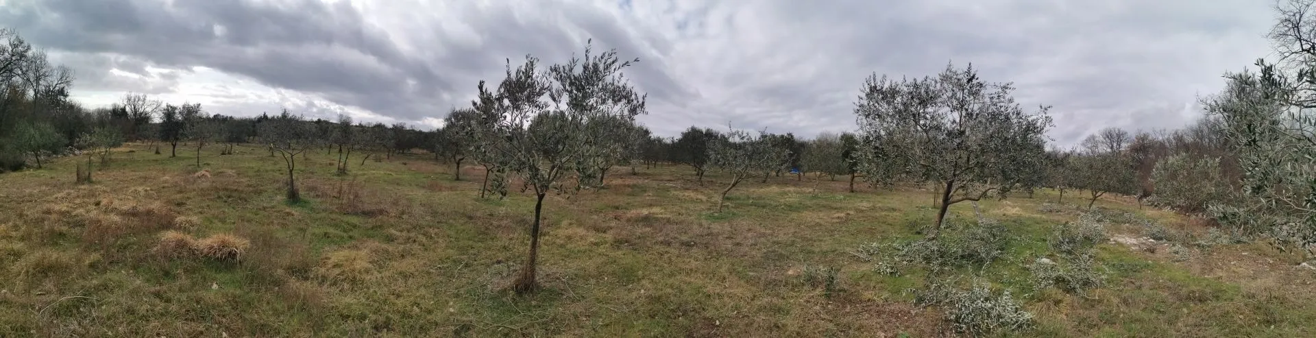 otok krk, vrh - maslinik - slika 9