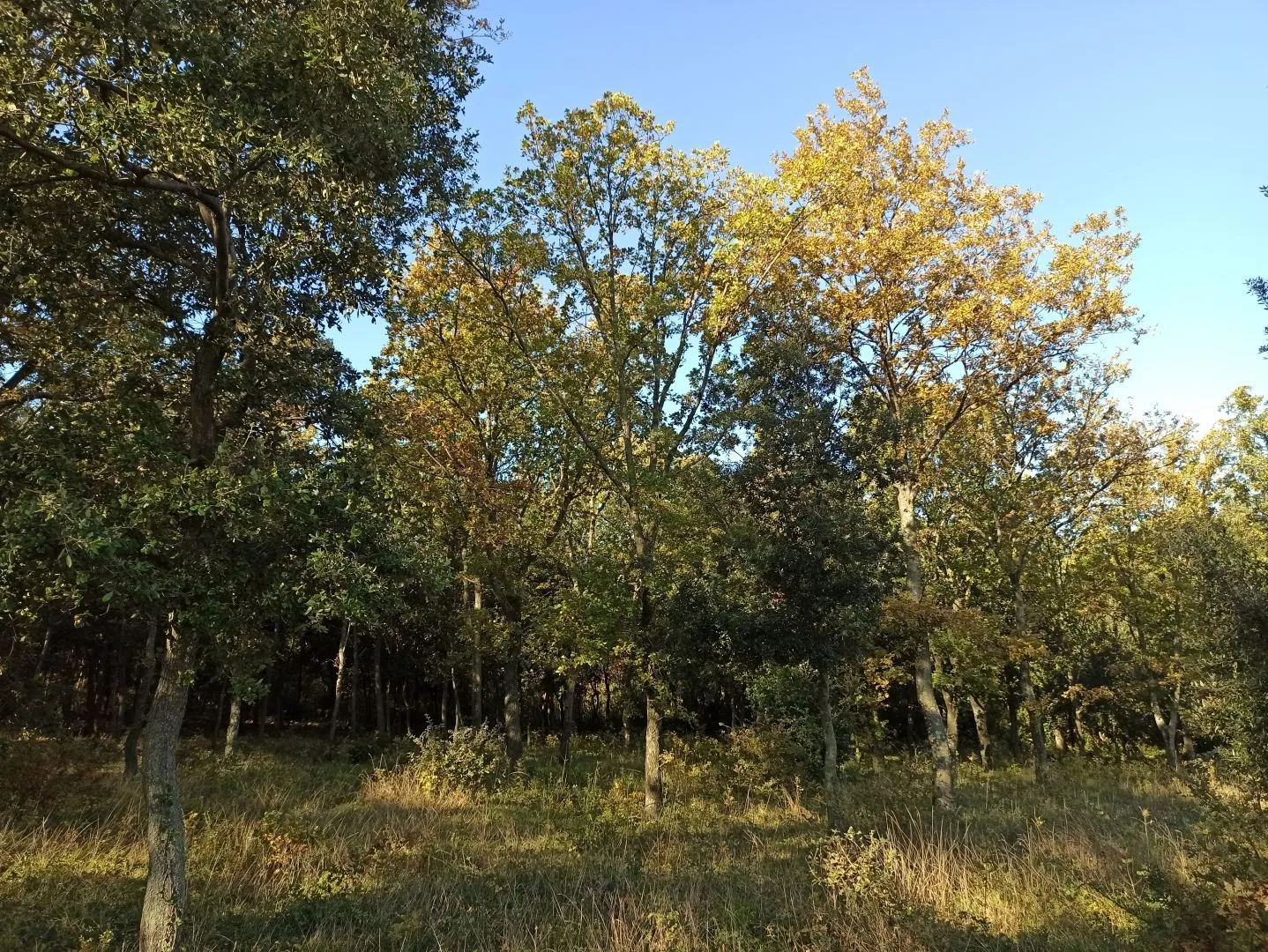 ISTRA, MEDULIN Veliko poljoprivredno zemljište na rubu urbanizacije 3700 m2 - BLIZINA MORA!