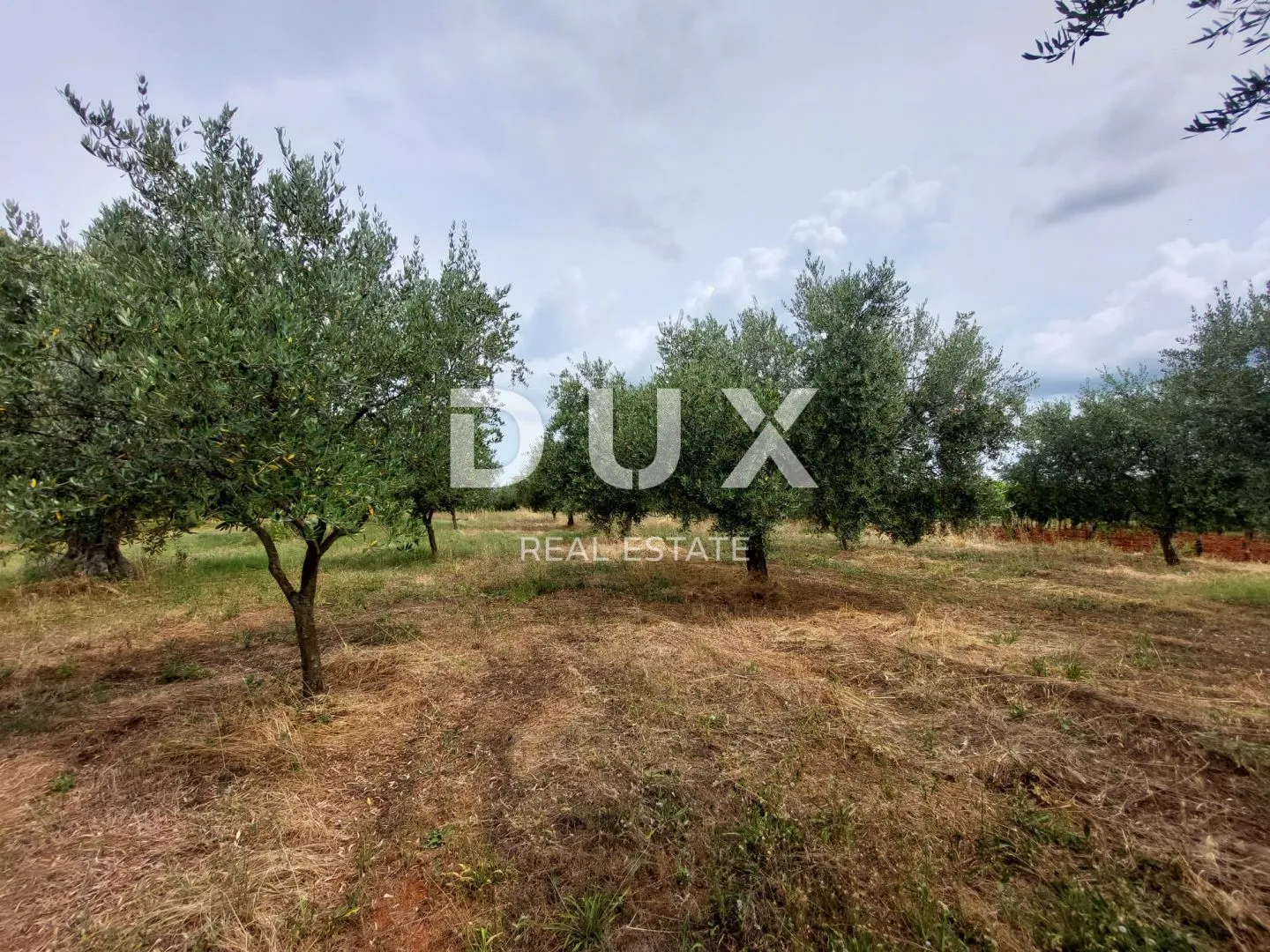 istra, brtonigla - maslinik sa 72 masline - slika 13
