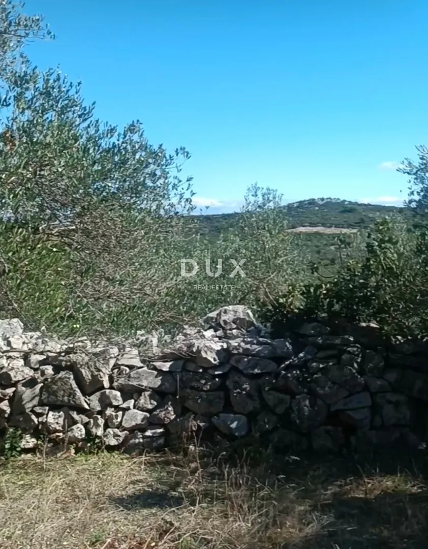 otok ugljan, kali - tradicionalan maslinik na otoku ugljanu - slika 1