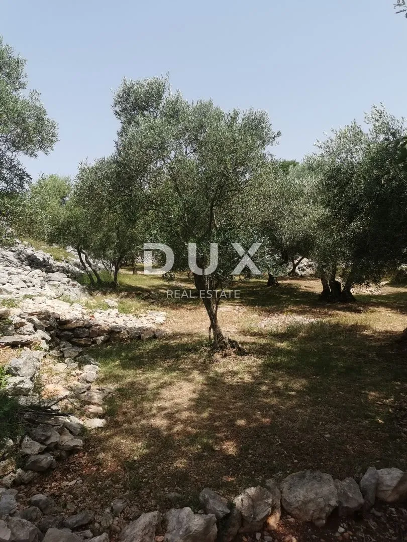 otok krk, grad krk - maslinik sa gospodarskim objektom - slika 2