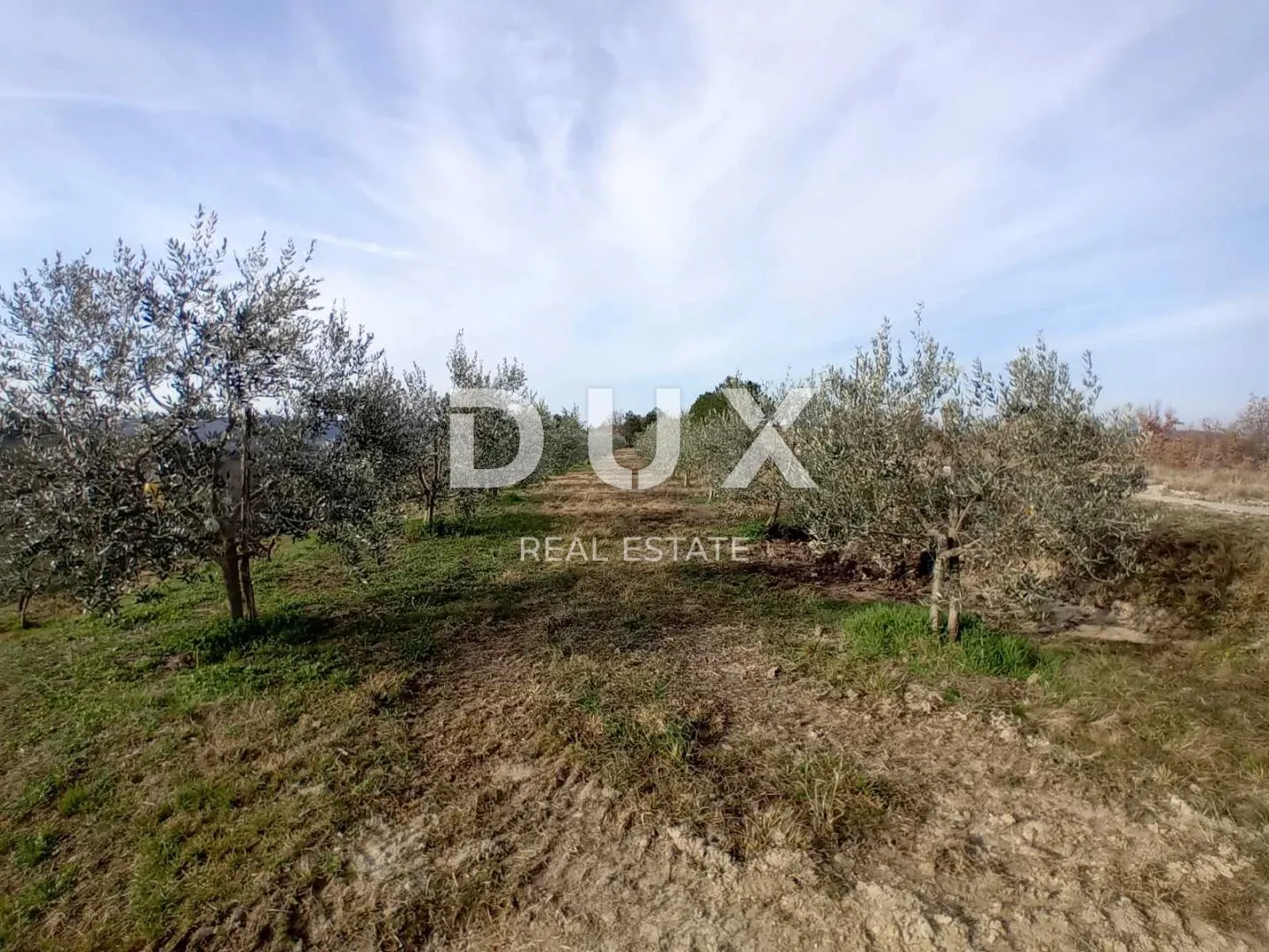 istra, cerovlje, grimalda – maslinik među brežuljcima, 280 stabala na 2,4 ha - slika 15