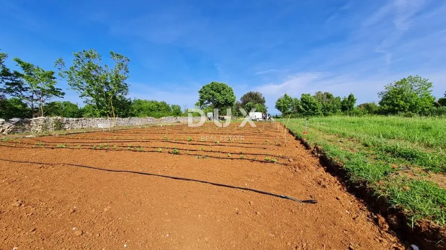 istra, pula - poljoprivredno zemljište 3700 m2 - slika 7