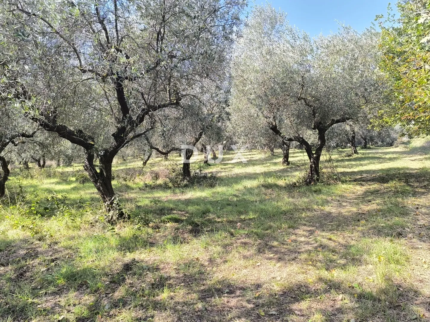 istra, pula - građevinsko zemljište + maslinik 5800 m2 - slika 8