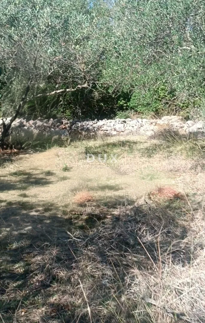 otok ugljan, kali - tradicionalan maslinik na otoku ugljanu - slika 3