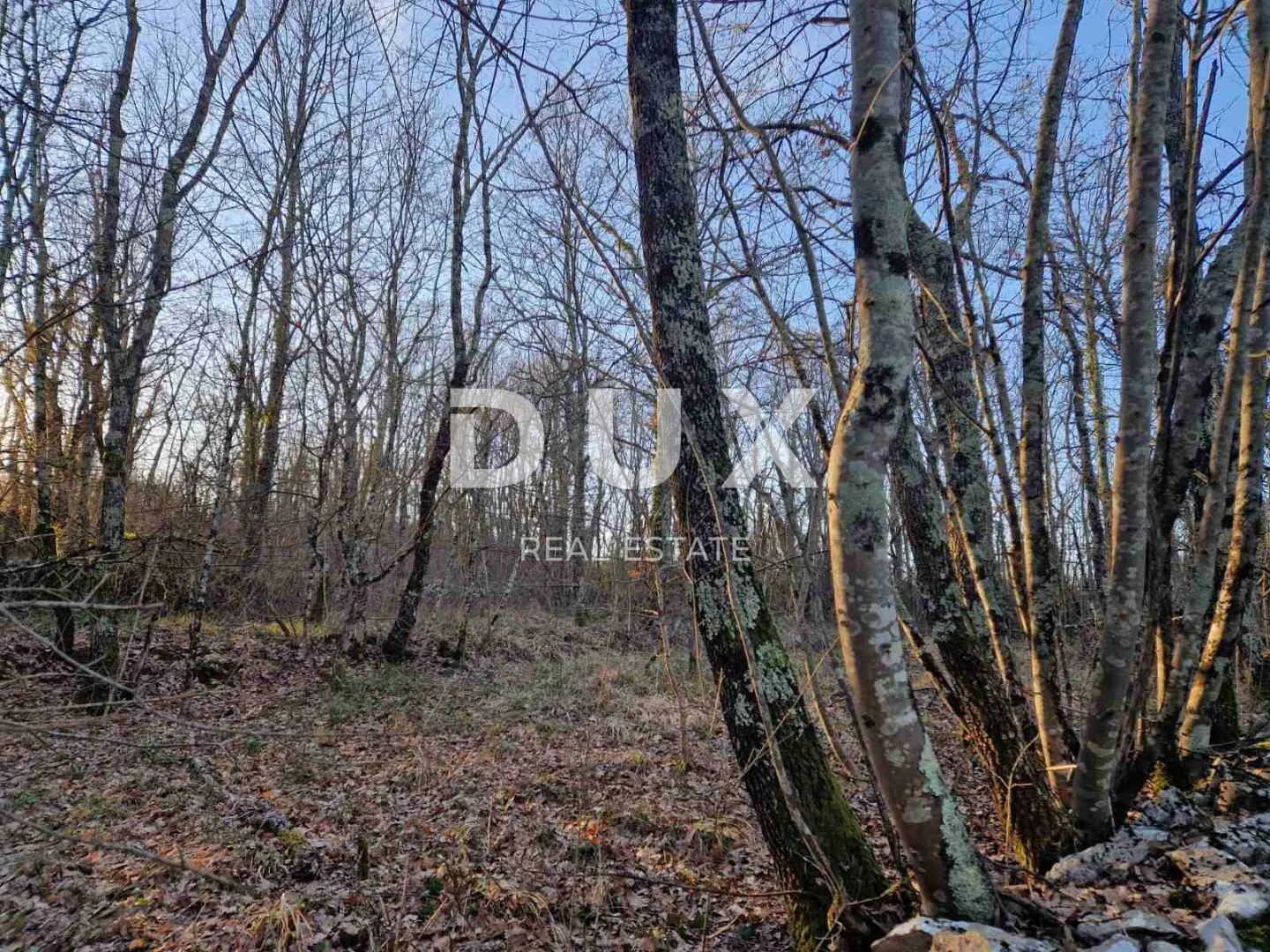 istra, labin - hrastova šuma za siječu 21.304m2, prilika - slika 5