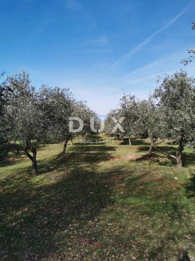 otok krk, šotovento - maslinik sa kućom - slika 13