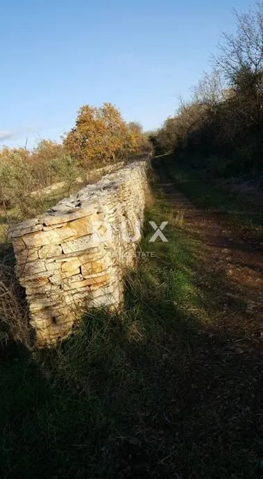 istra, vodnjan veliki maslinik s puno potencijala - slika 5