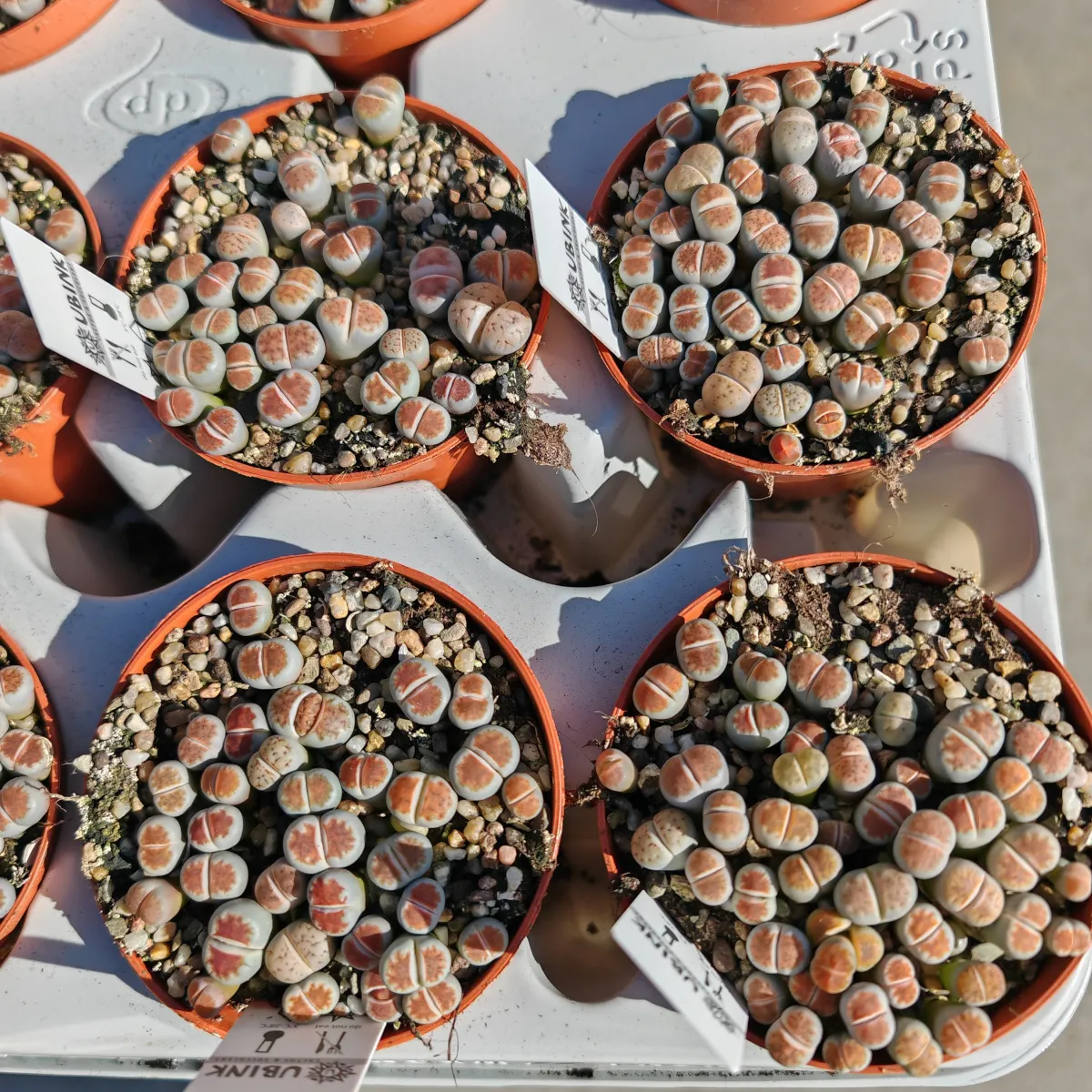 lithops species - slika 3