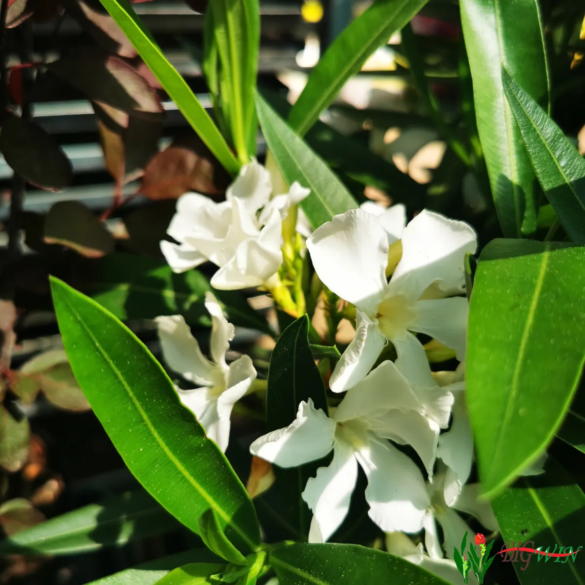 nerium oleander - slika 4