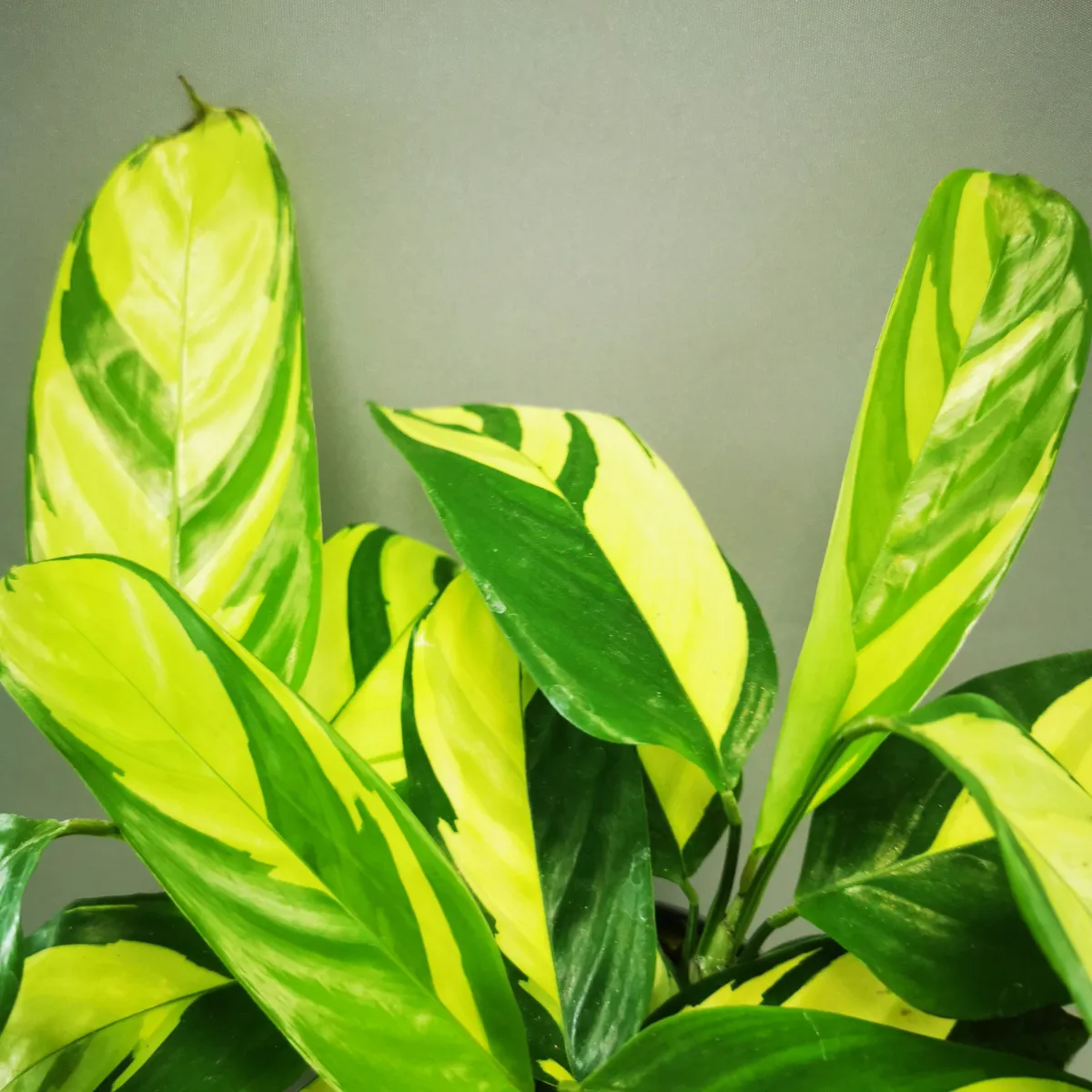 ctenanthe “golden mosaic” - slika 2