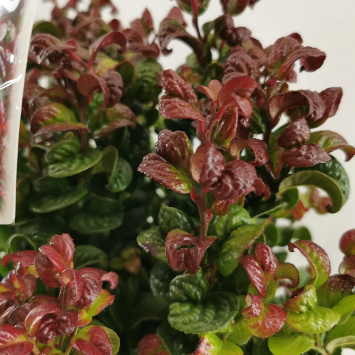 leucothoe ax.”curly red” - slika 3