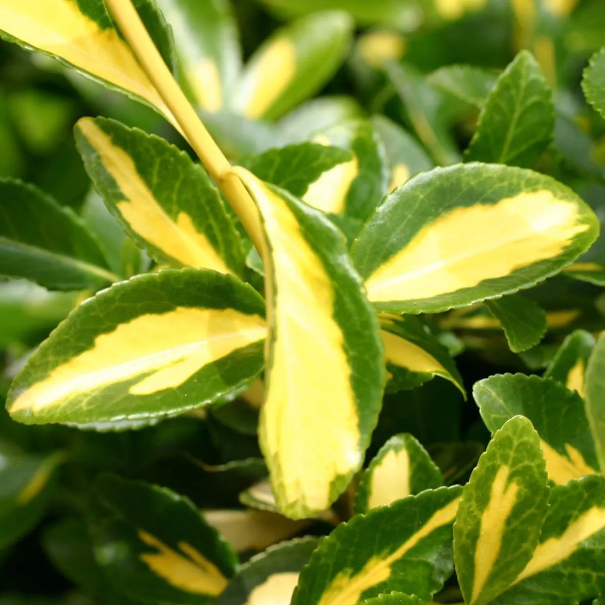 euonymus for. “blondy” - slika 4