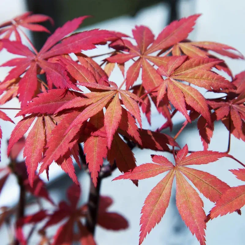 acer pal. ‘sumi-nagashi’ - slika 3