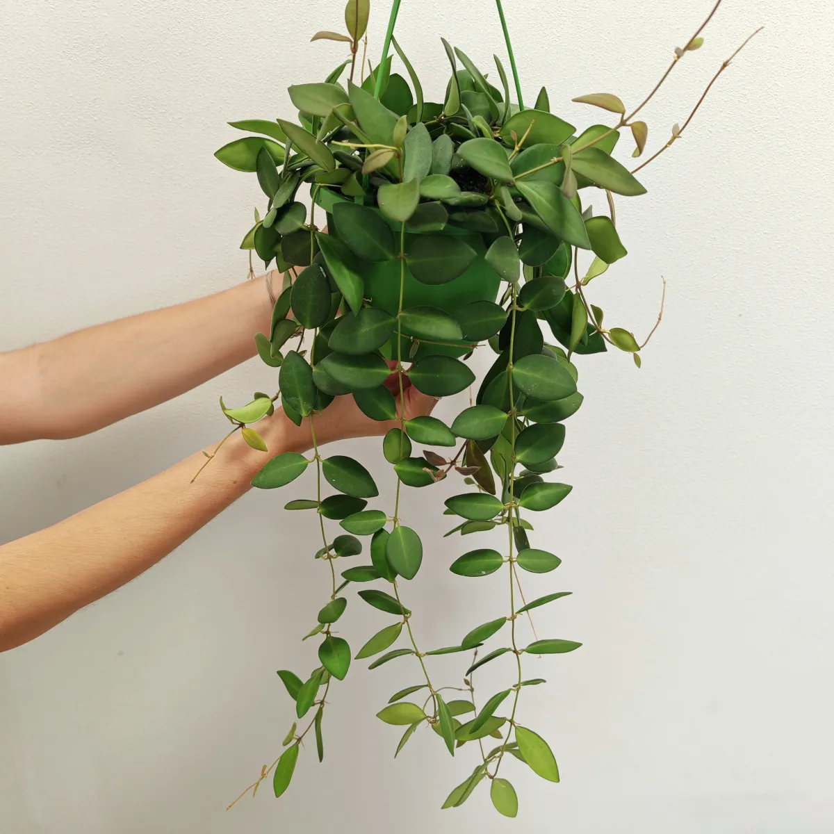 hoya burtoniae - slika 3