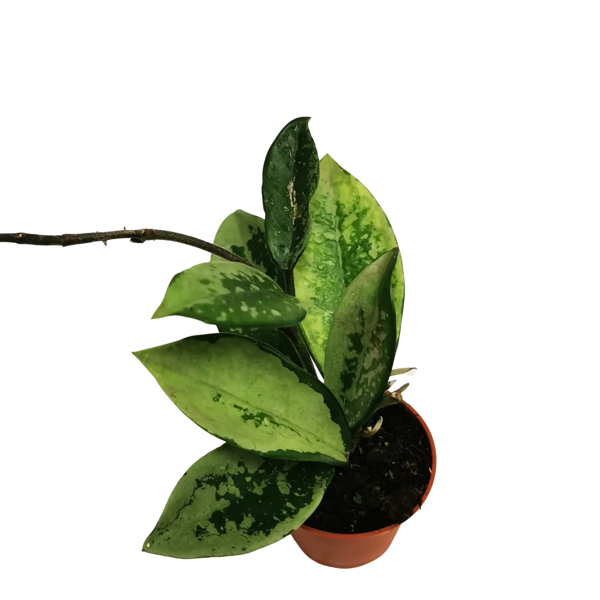 hoya special - slika 2
