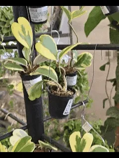 hoya “kerrii” variegata - slika 4