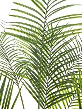 europalms areca palm with big leaves, 185cm - slika 2