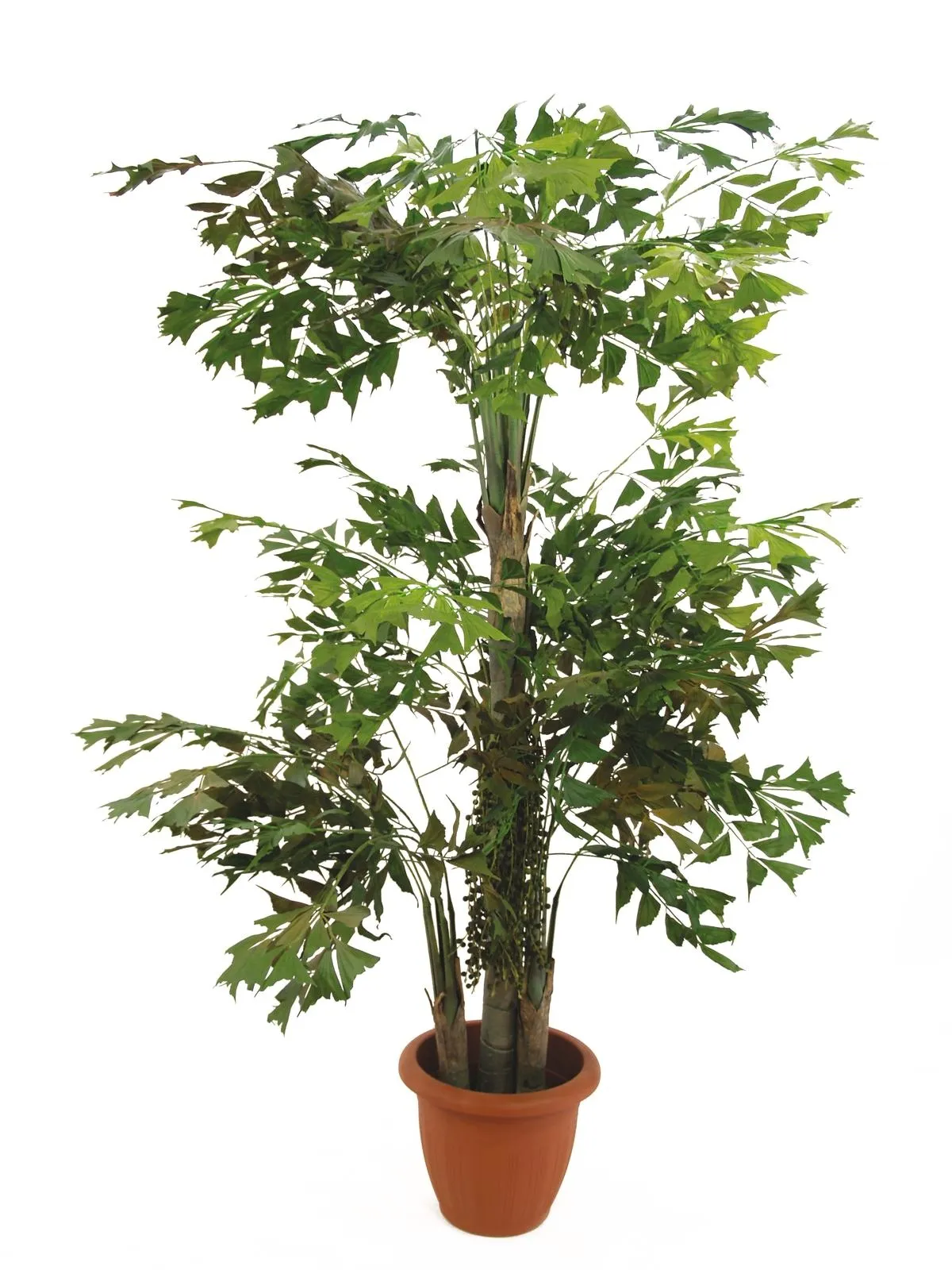 EUROPALMS Fishtail bush, 295cm - Križevci