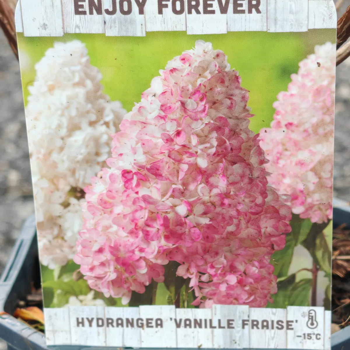 hydrangea pan.”vanille-fraise” - slika 4