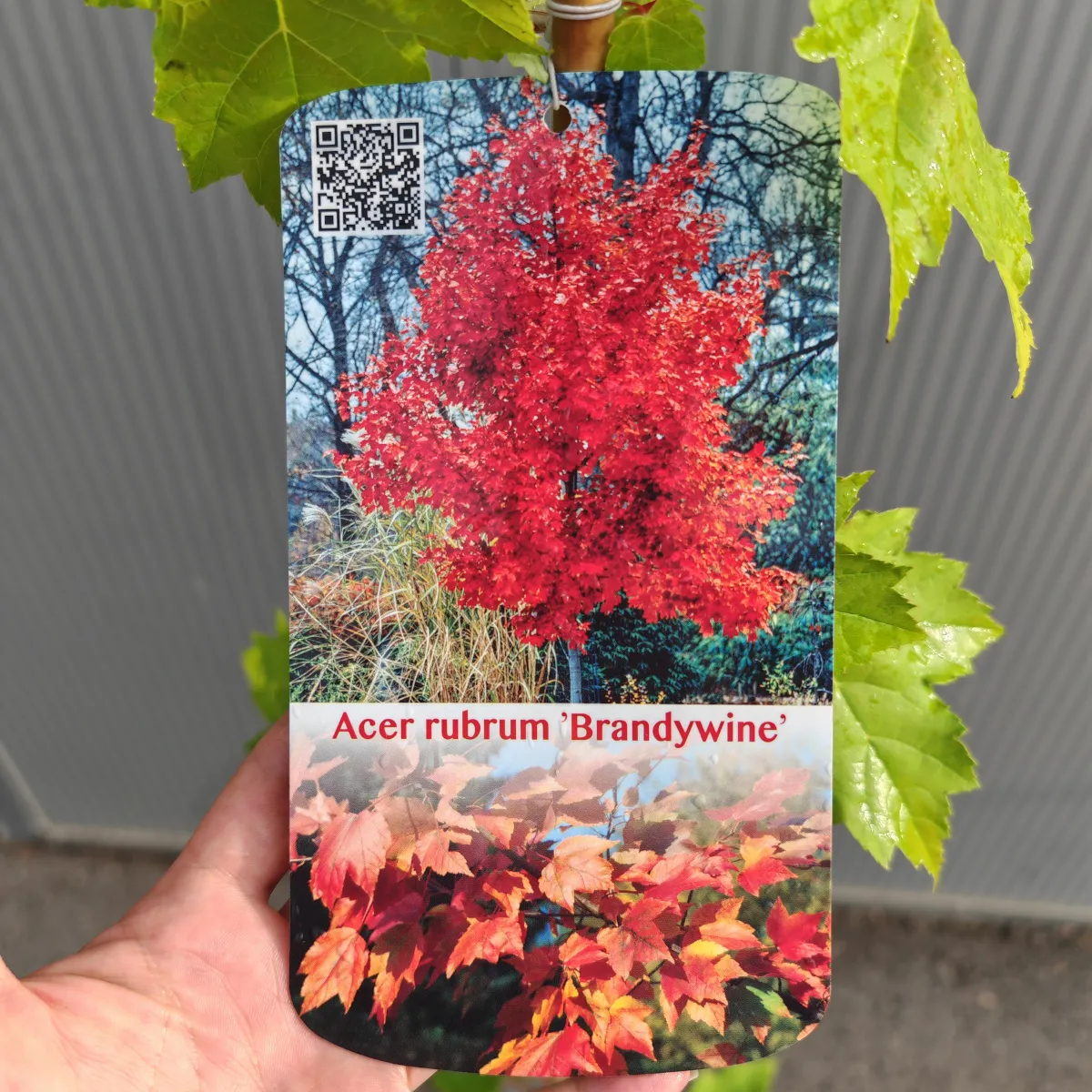 acer rubrum - slika 3