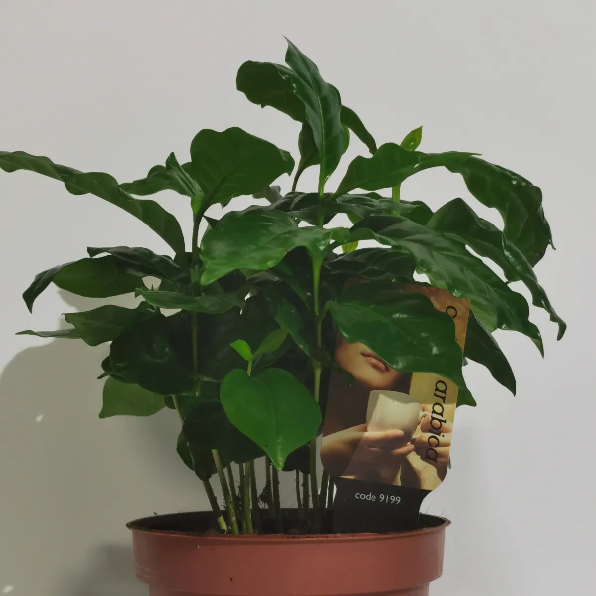 coffee arabica “nana” - slika 2